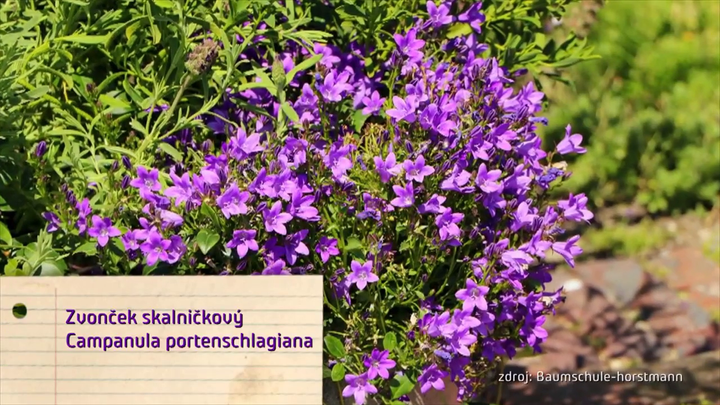 Nova zahrada - tienista zahrada